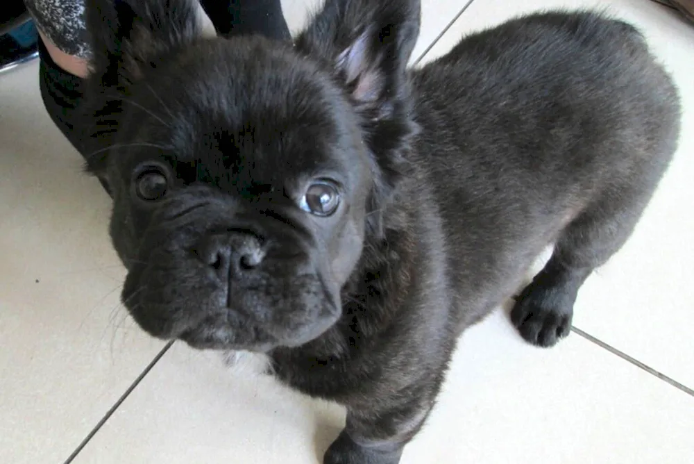 Dog French bulldog