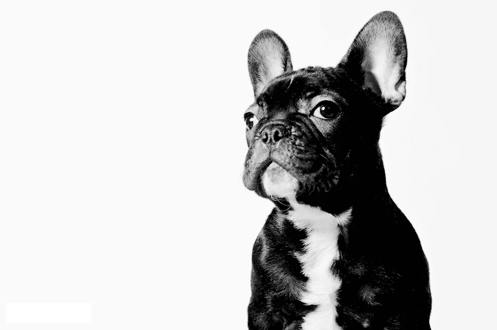 French Bulldog blue Sable