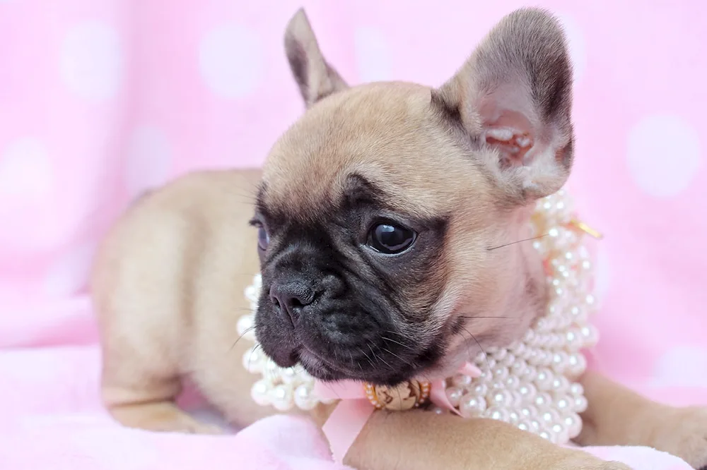 French bulldog fluffy