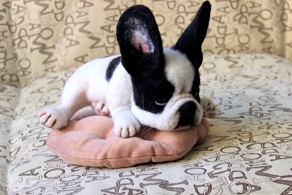 French bulldog fluffy