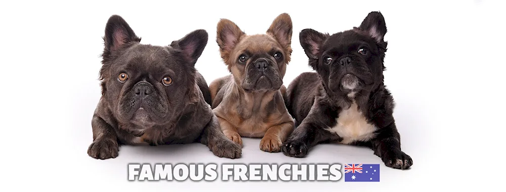 French bulldog fluffy dog bulldog