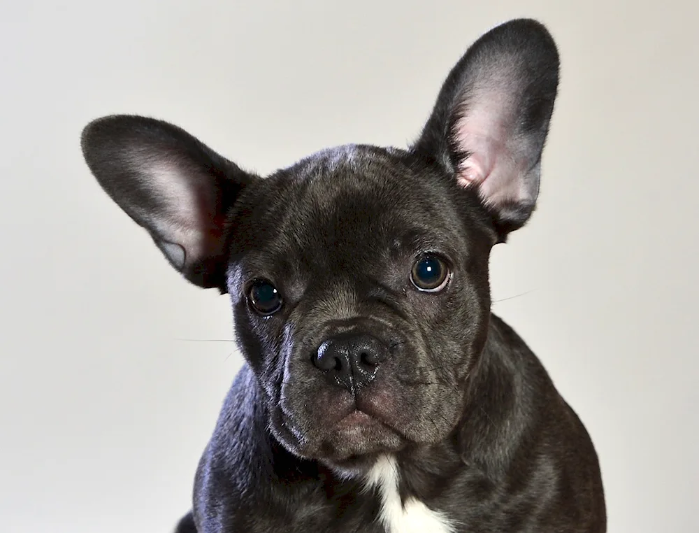 French bulldog fluffy