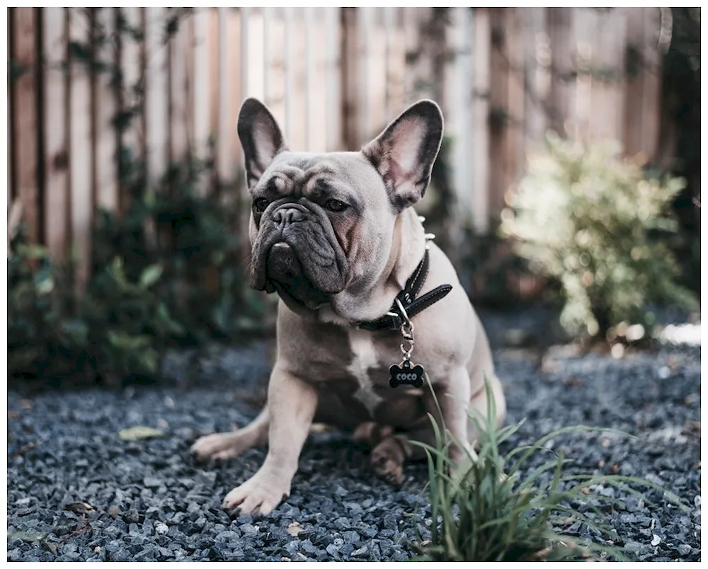 French bulldog's tail bunched up in a French bulldog