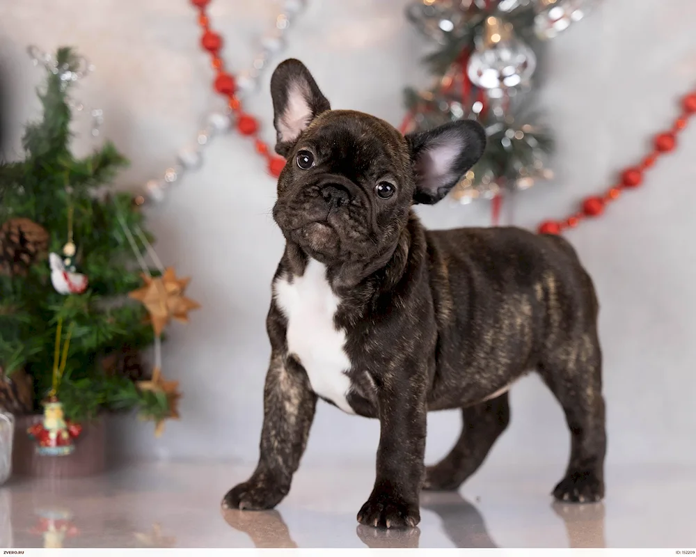 Dog French bulldog