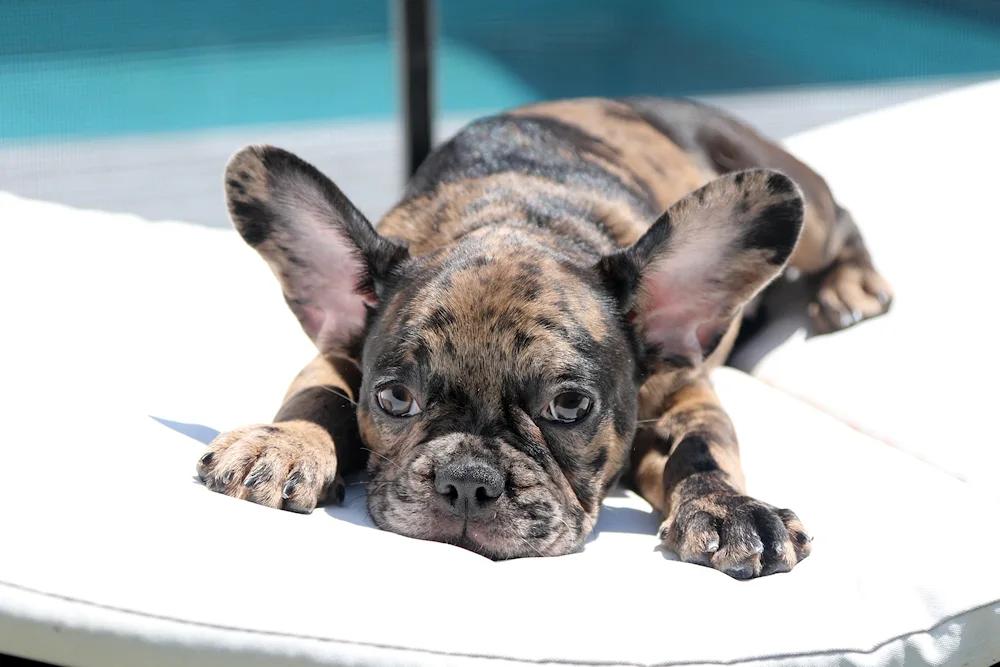 French bulldog colour Merle