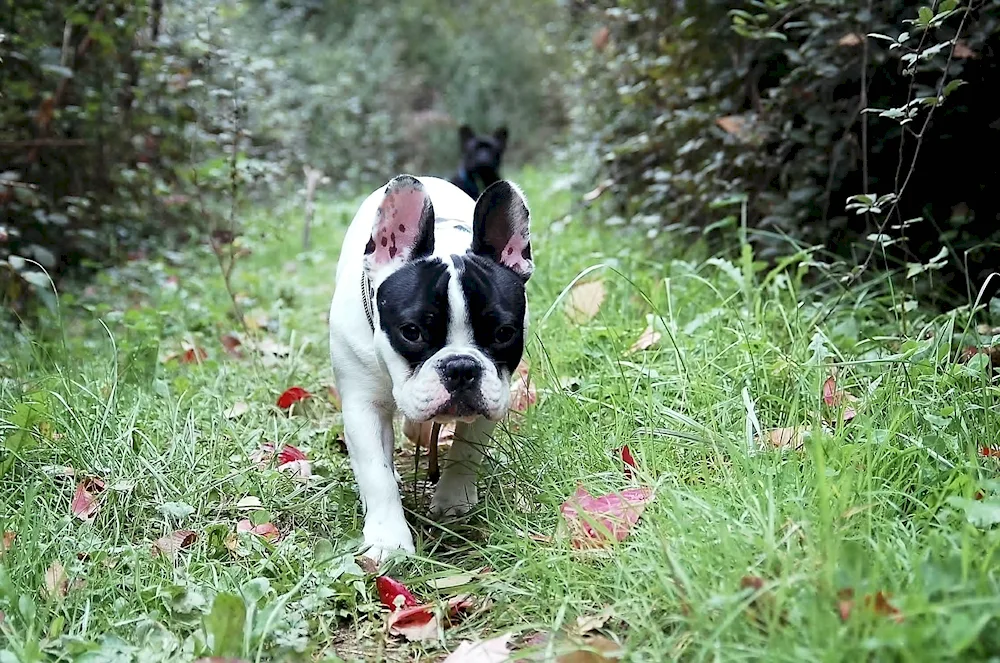 French Bulldog and Jack Russell