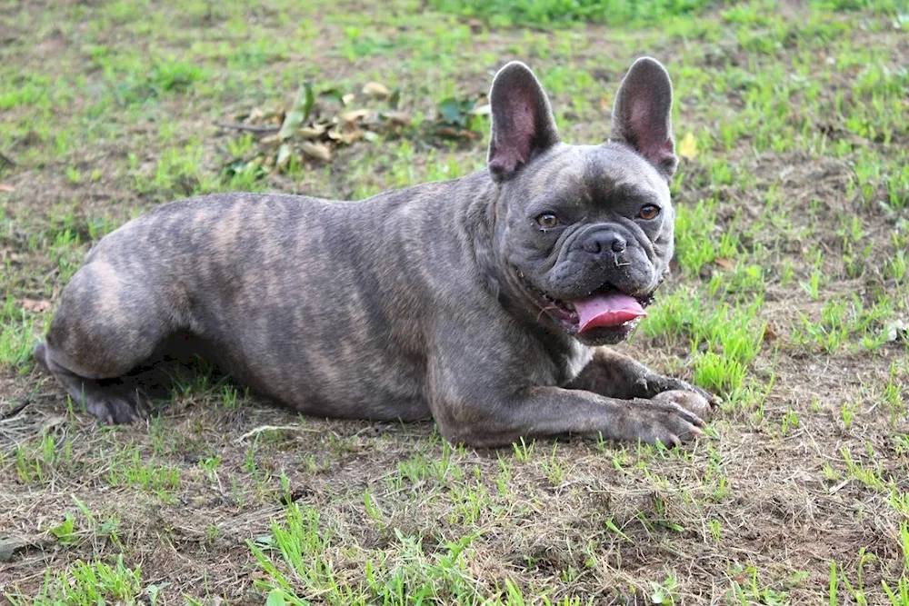 French bulldog fluffy