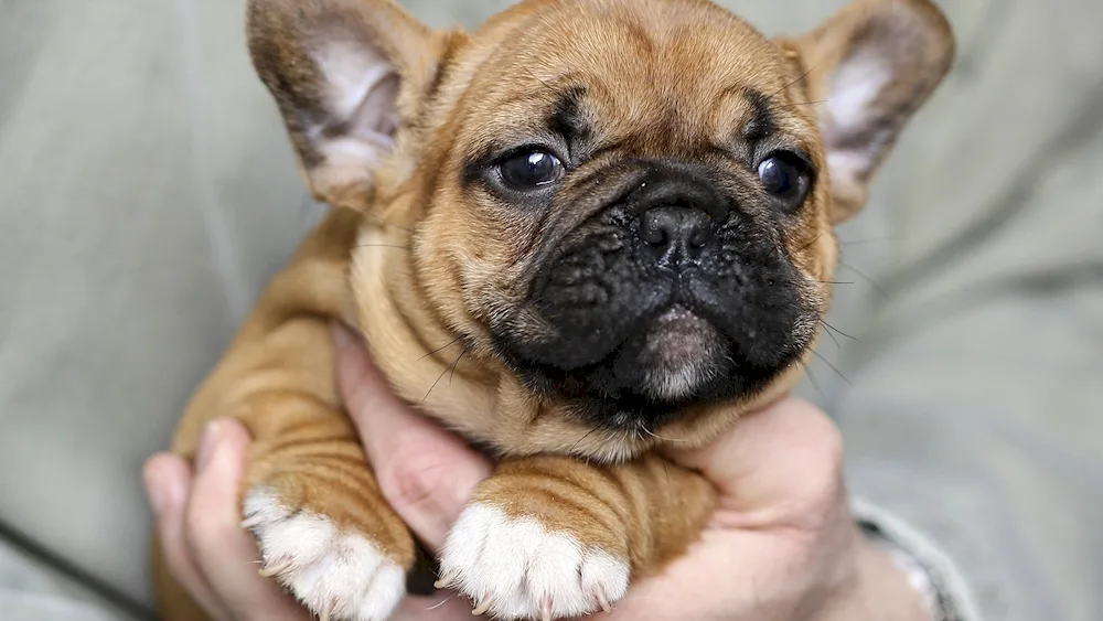 French bulldog