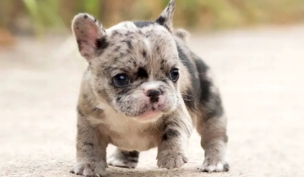 French Bulldog Merle