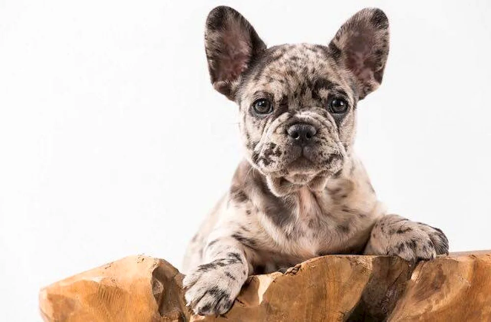 French Bulldog Merle