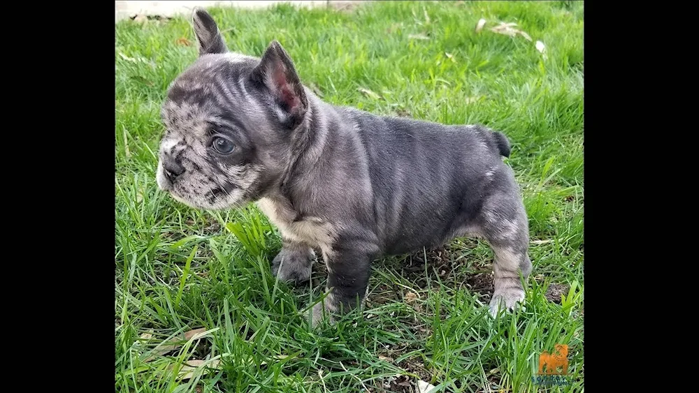 French bulldog colour Merle