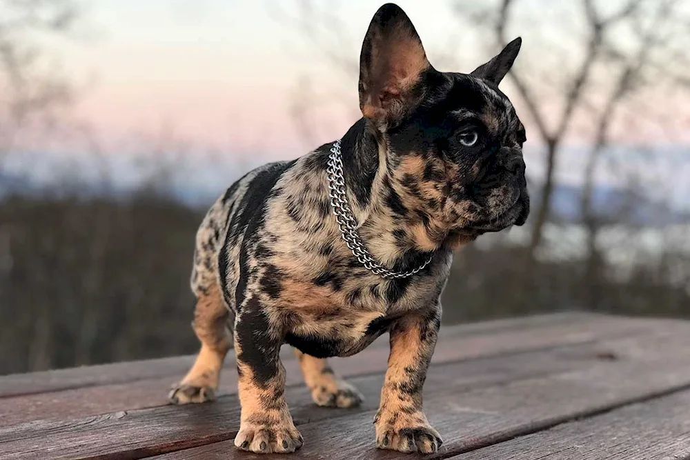 French Bulldog