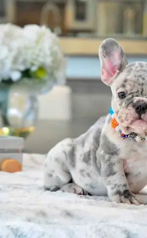 French bulldog Merle