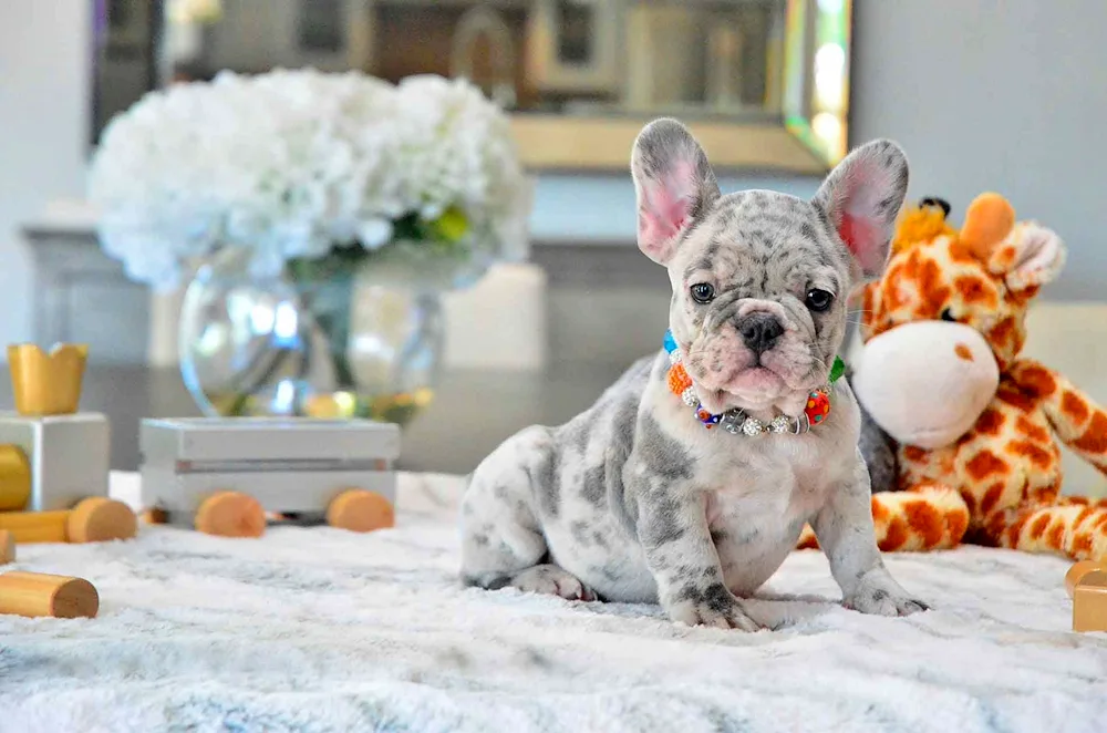 French bulldog Merle