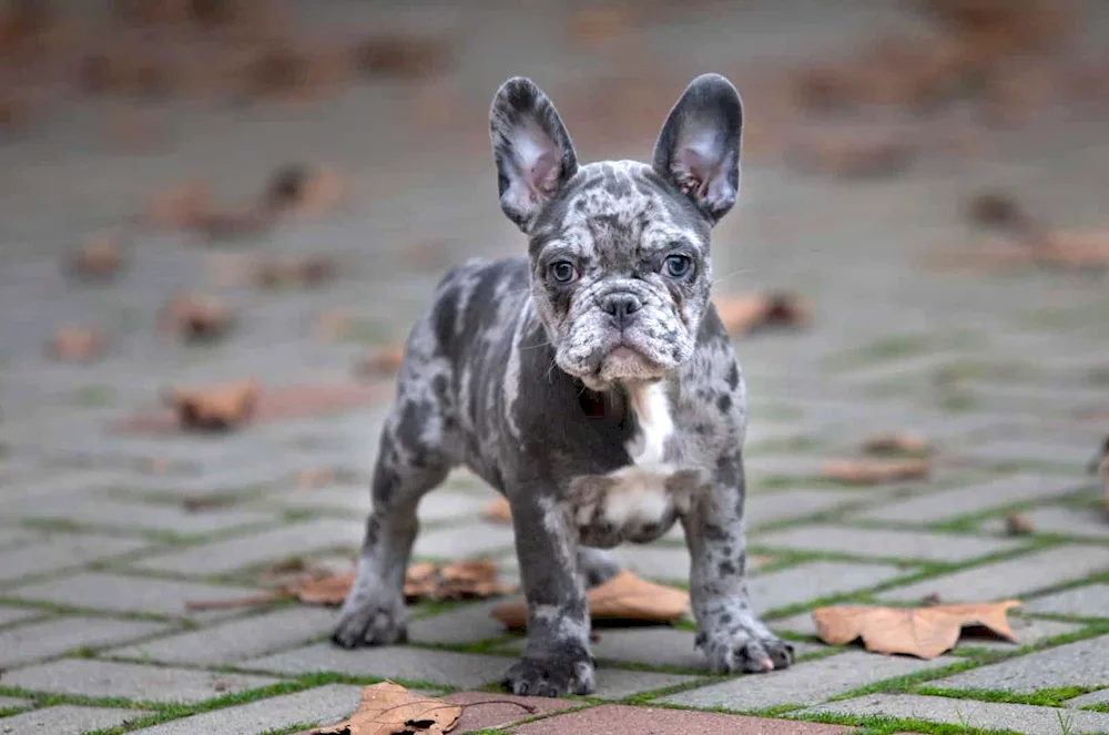 Dark Merle French Bulldog colouring