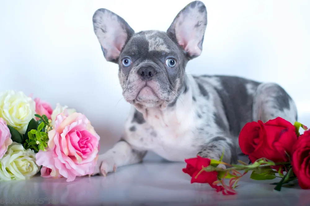 Blue Merle bulldog