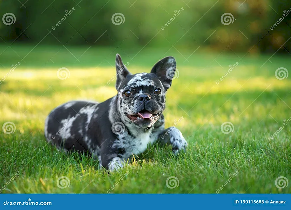 French bulldog Merle