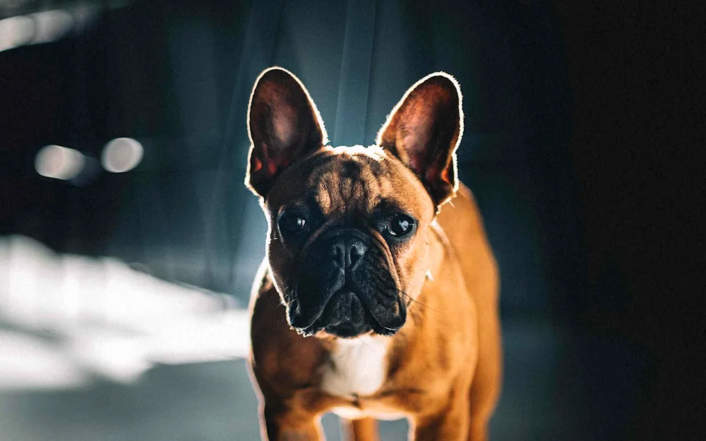 Belgian bulldog