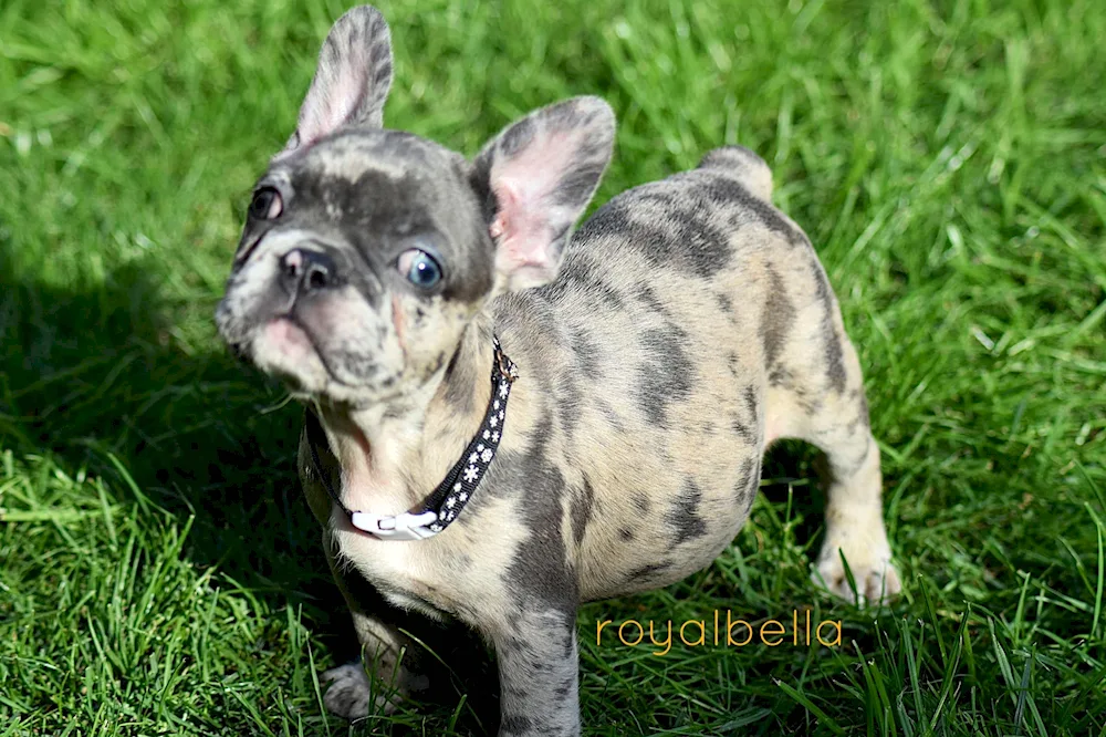 French bulldog colour Merle