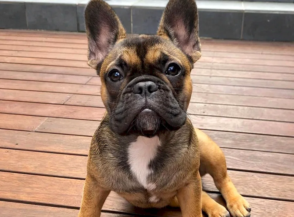 French bulldog