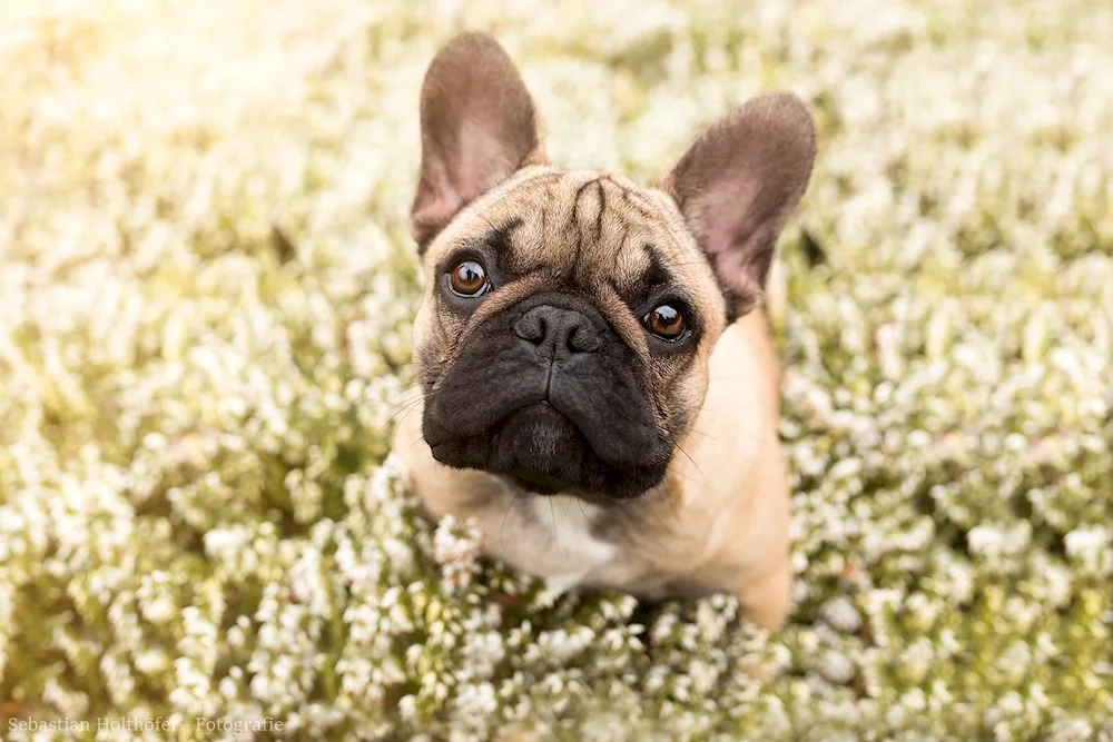 French Bulldog dog breeds