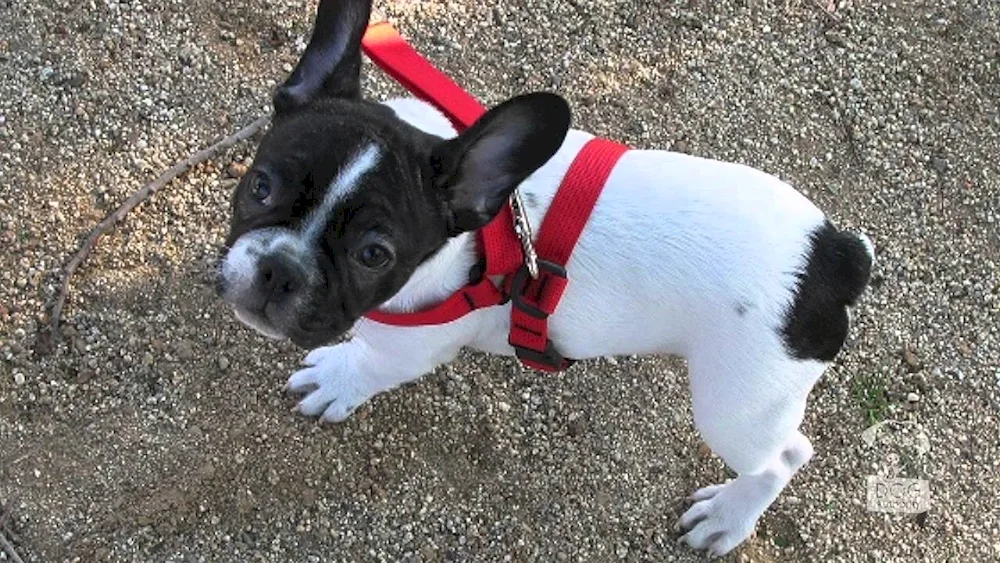 French Bulldog Dog with Tail Unbought