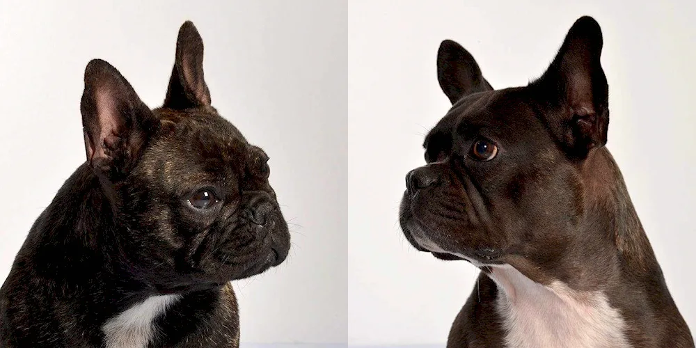 French bulldog albino