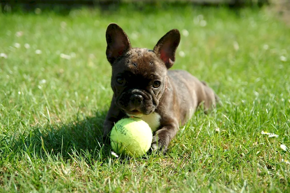 Long-haired French bulldog