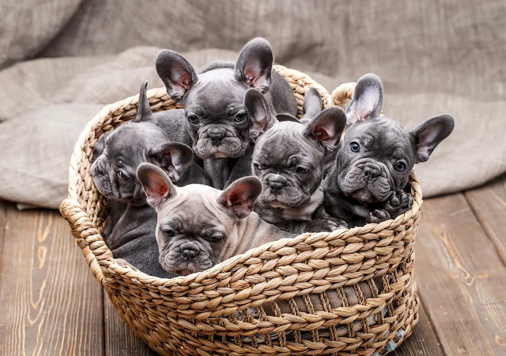 French Bulldog puppy