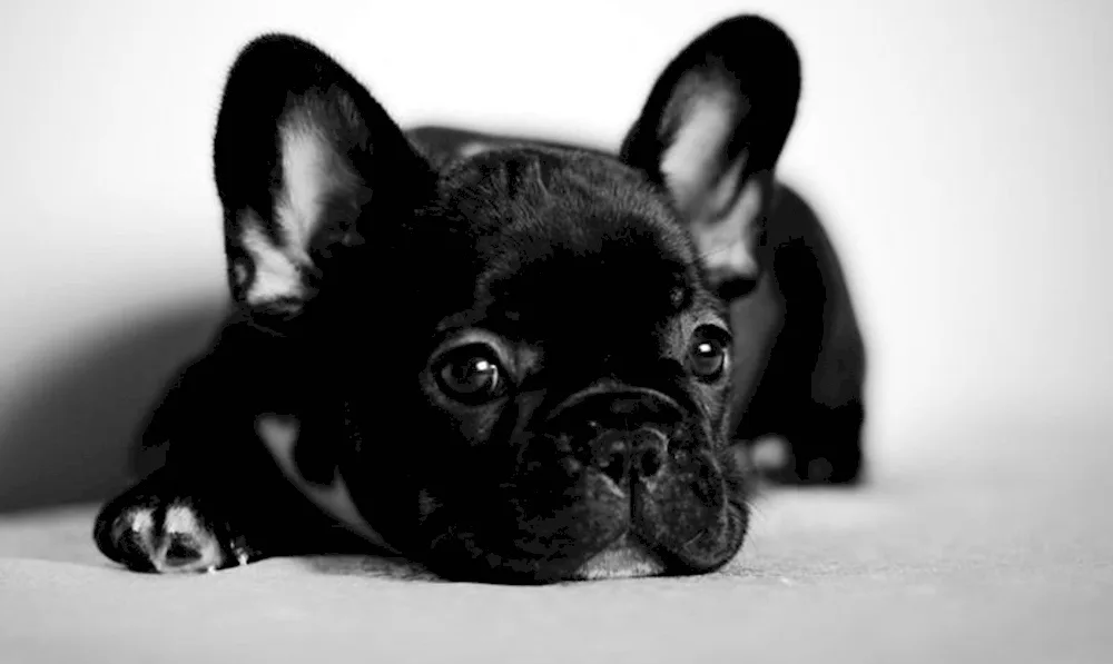 French Bulldog