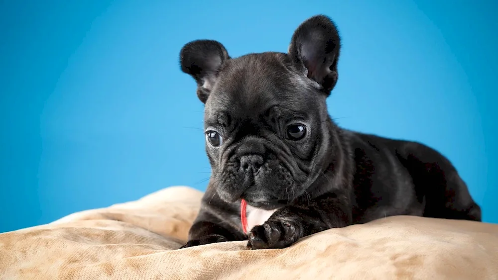 French bulldog