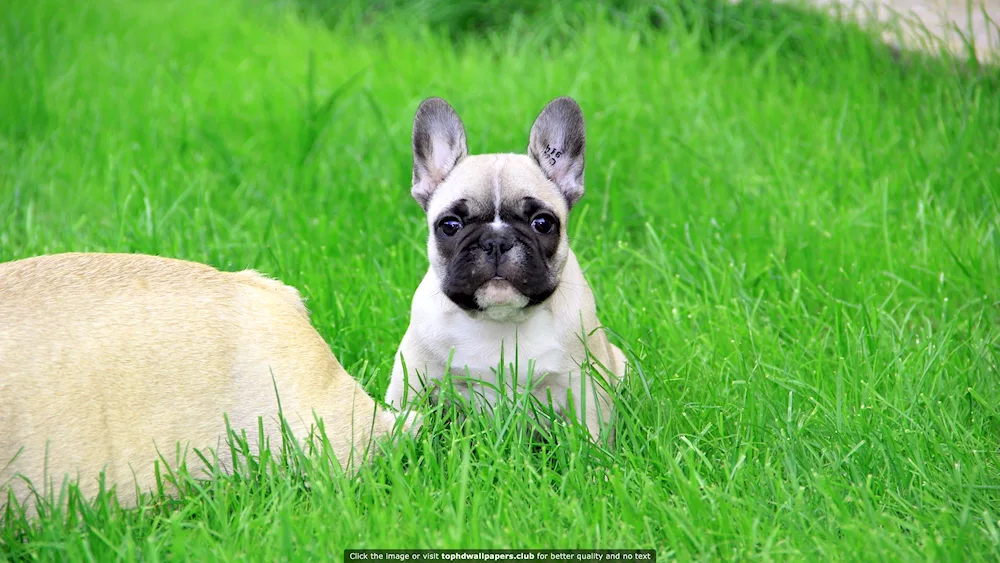 French bulldog puppy