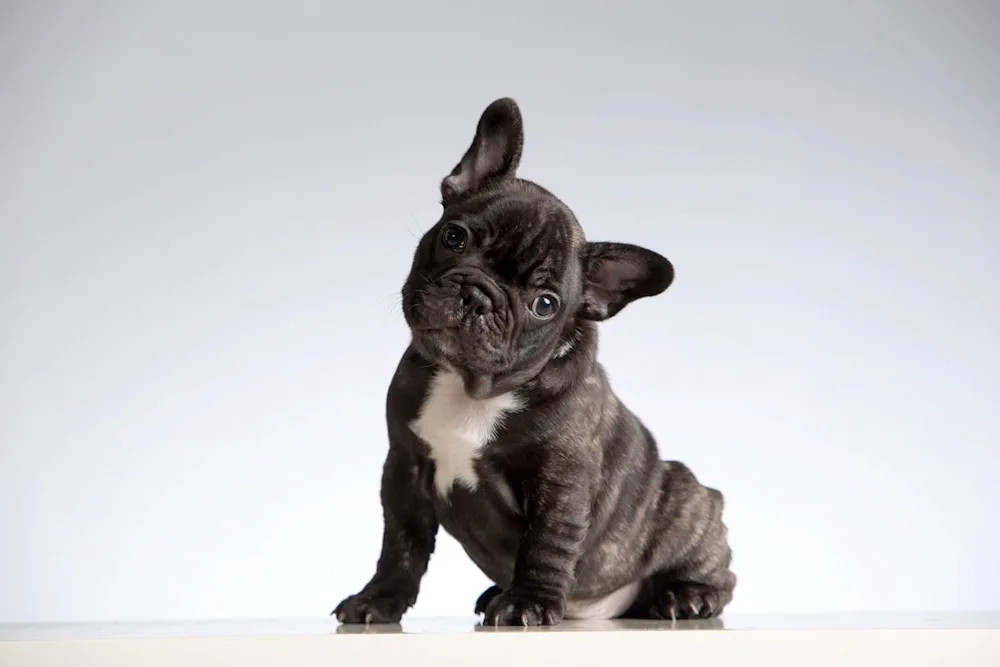 Dog French bulldog. bulldog