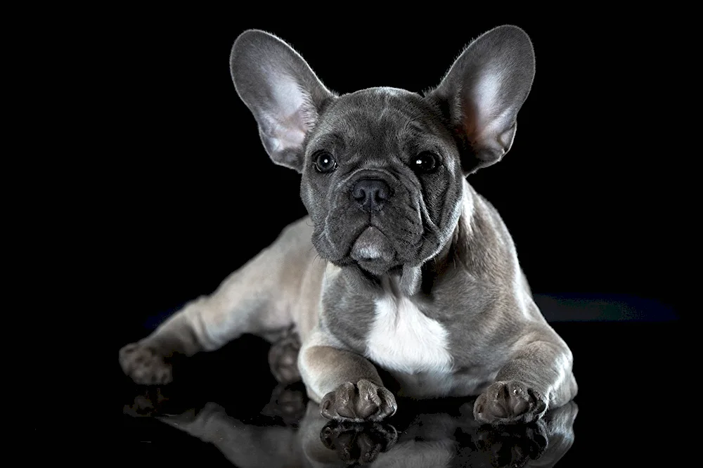 French bulldog puppy