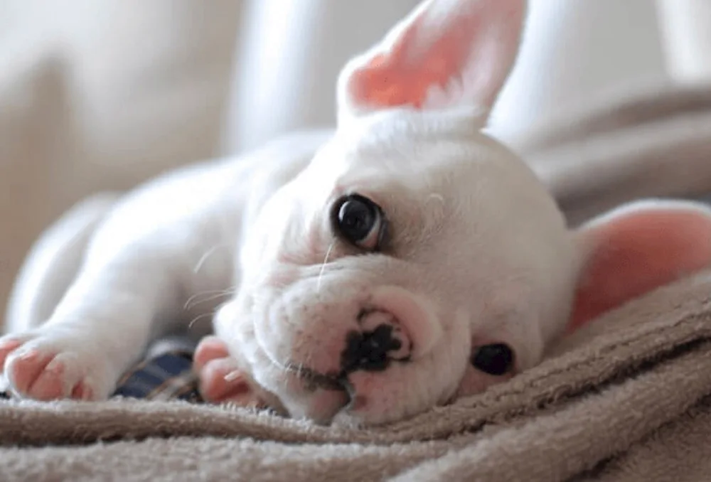 French Bulldog puppy