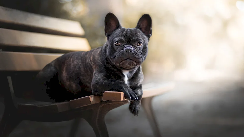 French Bulldog puppy