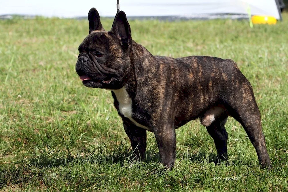 French bulldog tiger