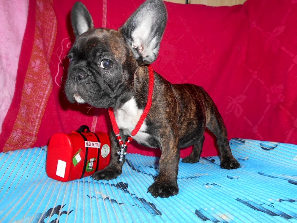 French bulldog tiger colour