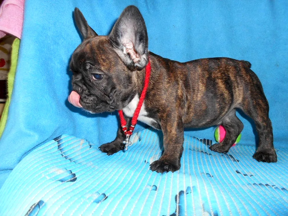 French bulldog tiger