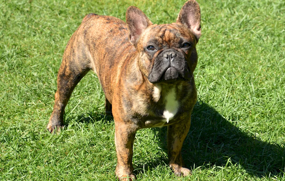 French bulldog tiger