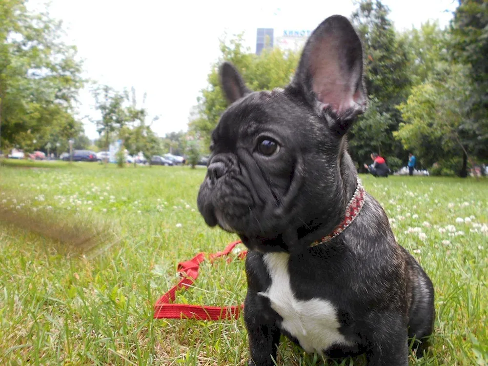 French bulldog tiger