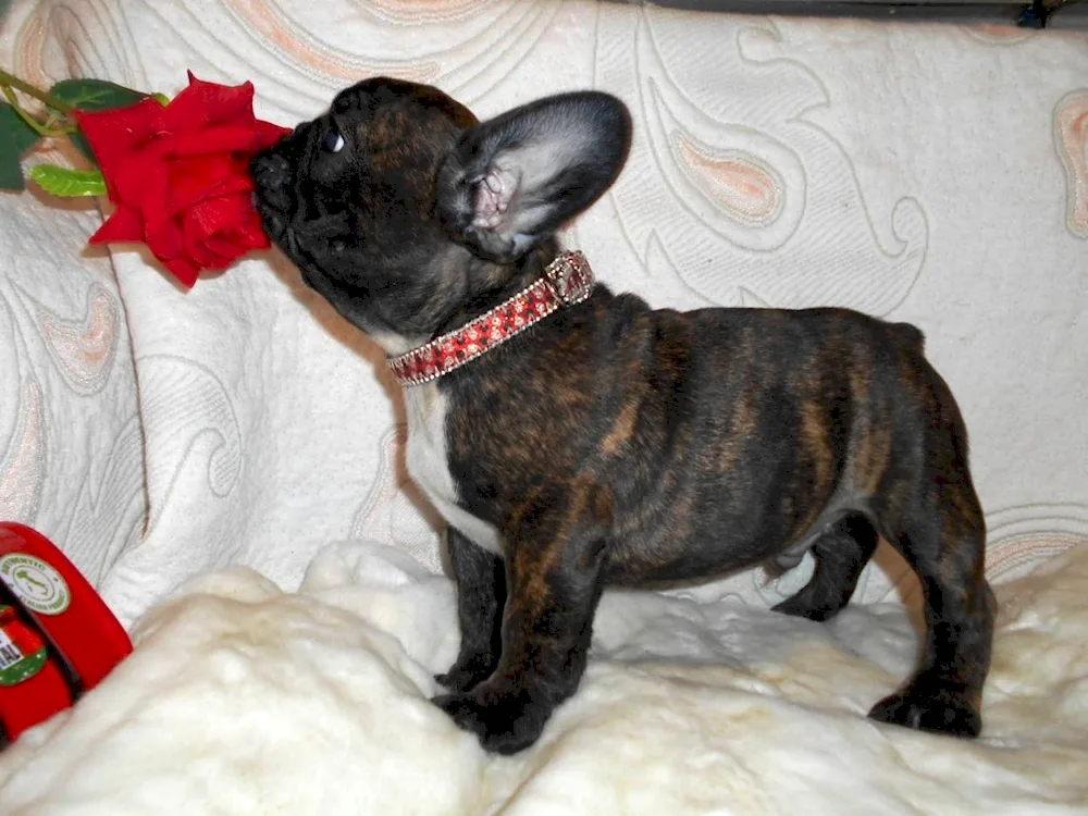 French bulldog tiger