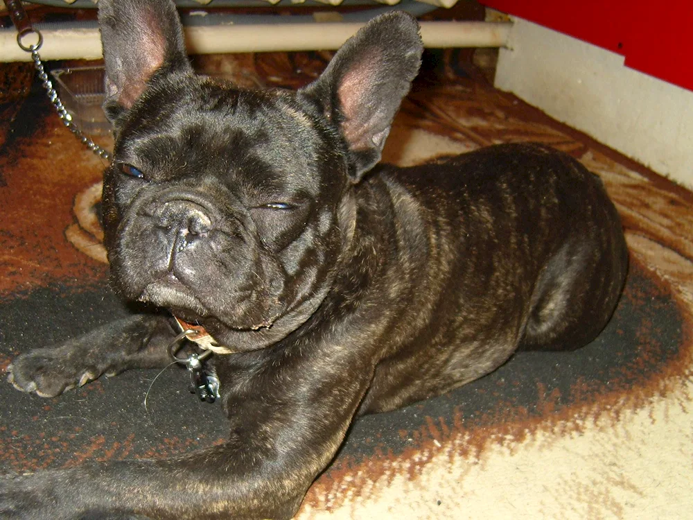 French bulldog tiger tiger