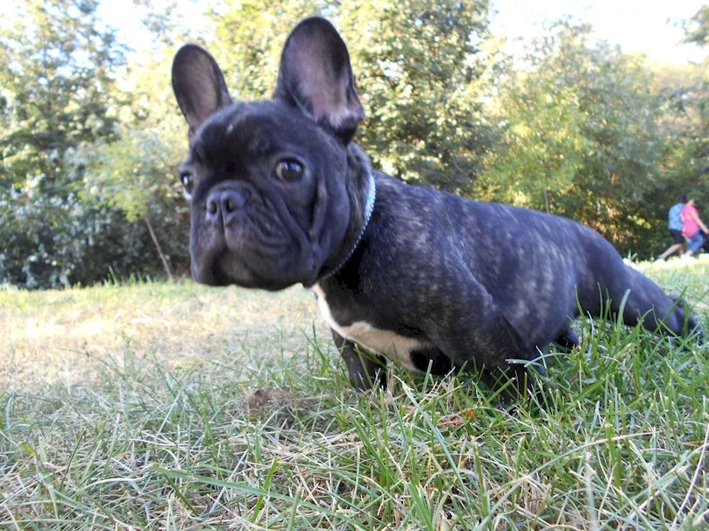 French bulldog tiger