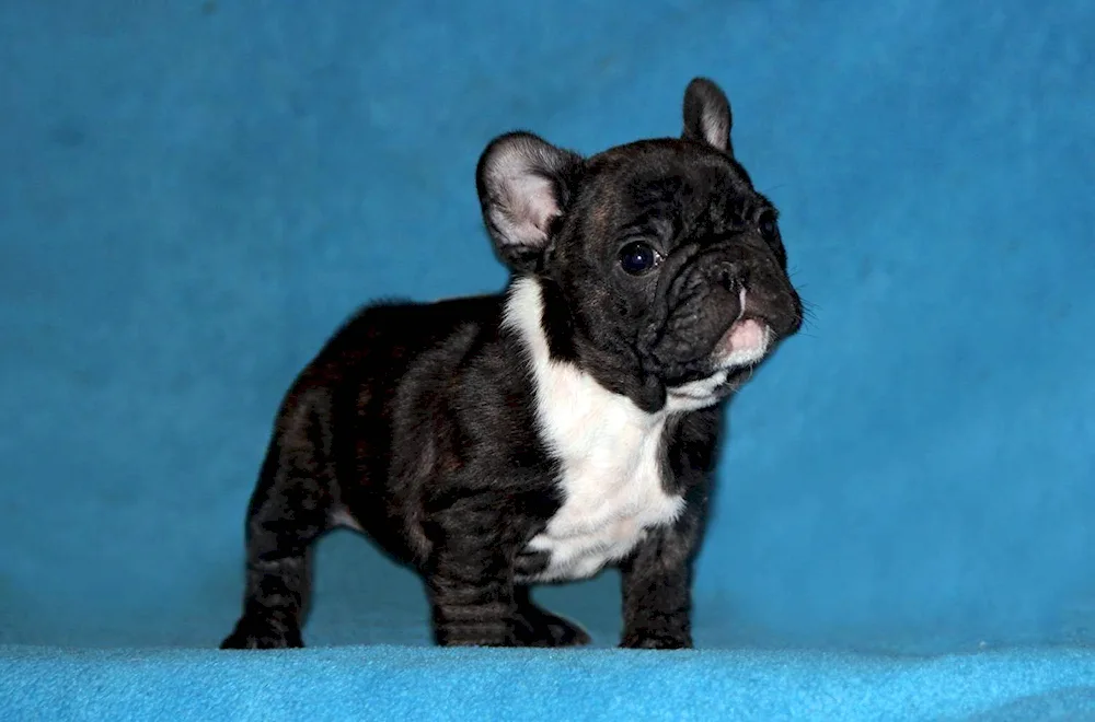 French bulldog tiger