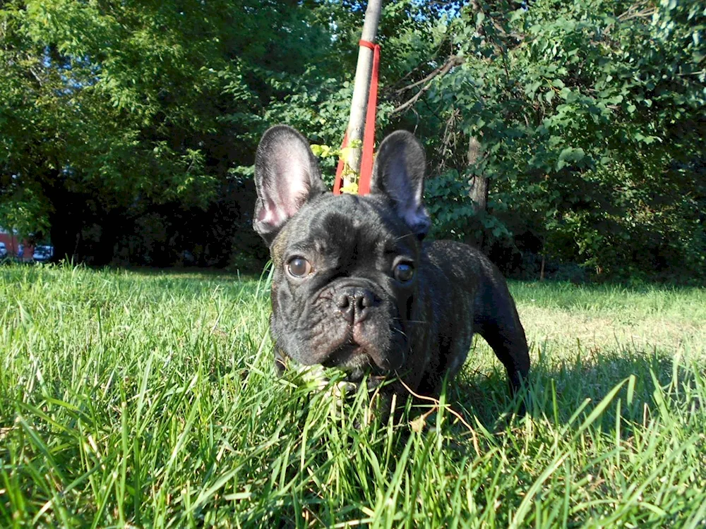 French bulldog tiger