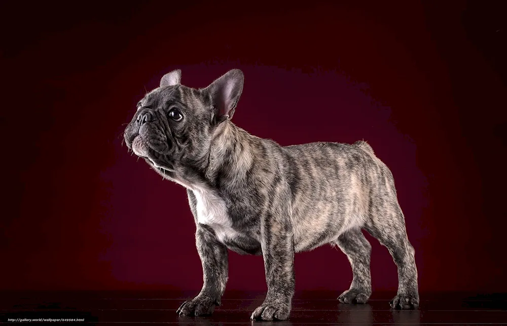 French bulldog tiger