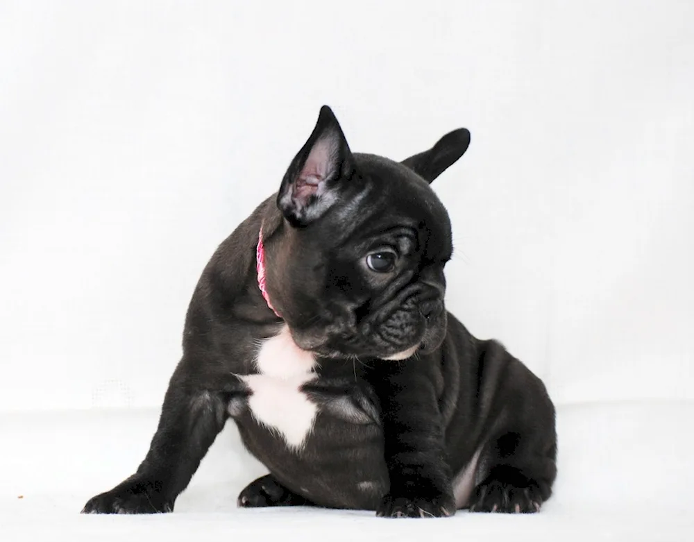 French bulldog tiger