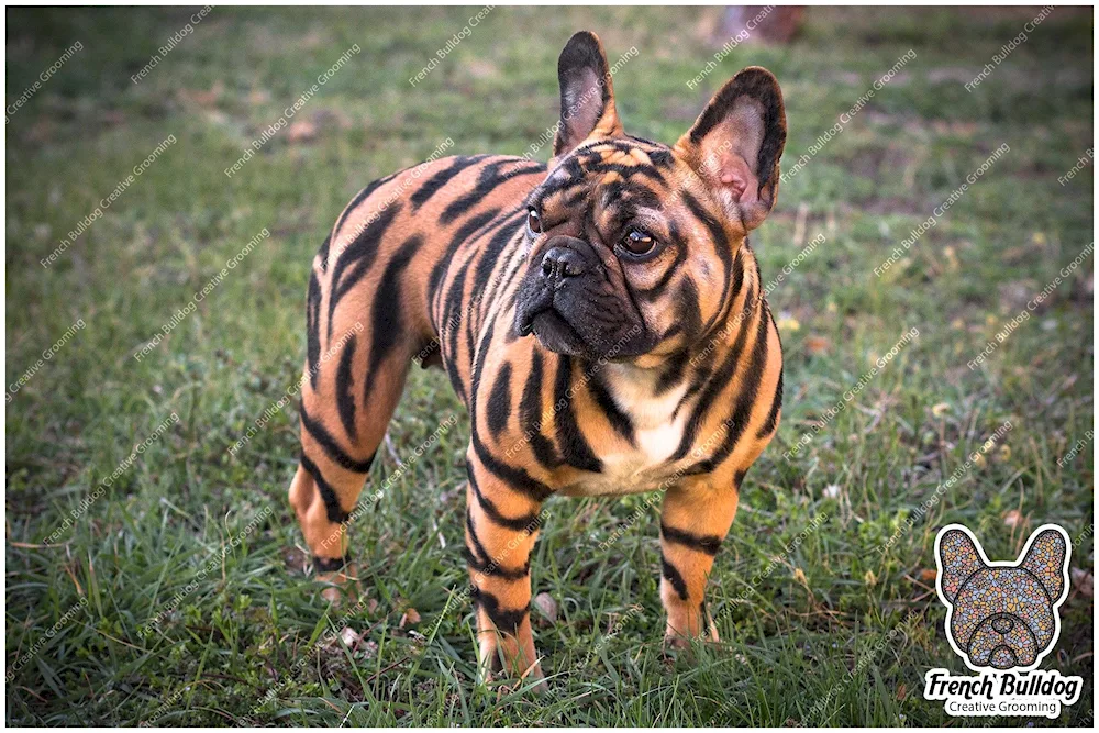 French bulldog tiger