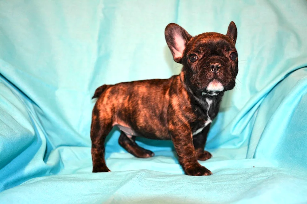 French bulldog tiger